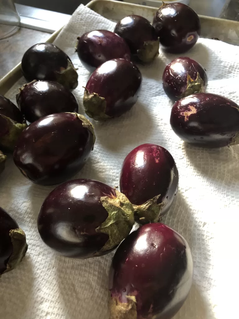Raavayya hybrid - Indian Eggplant